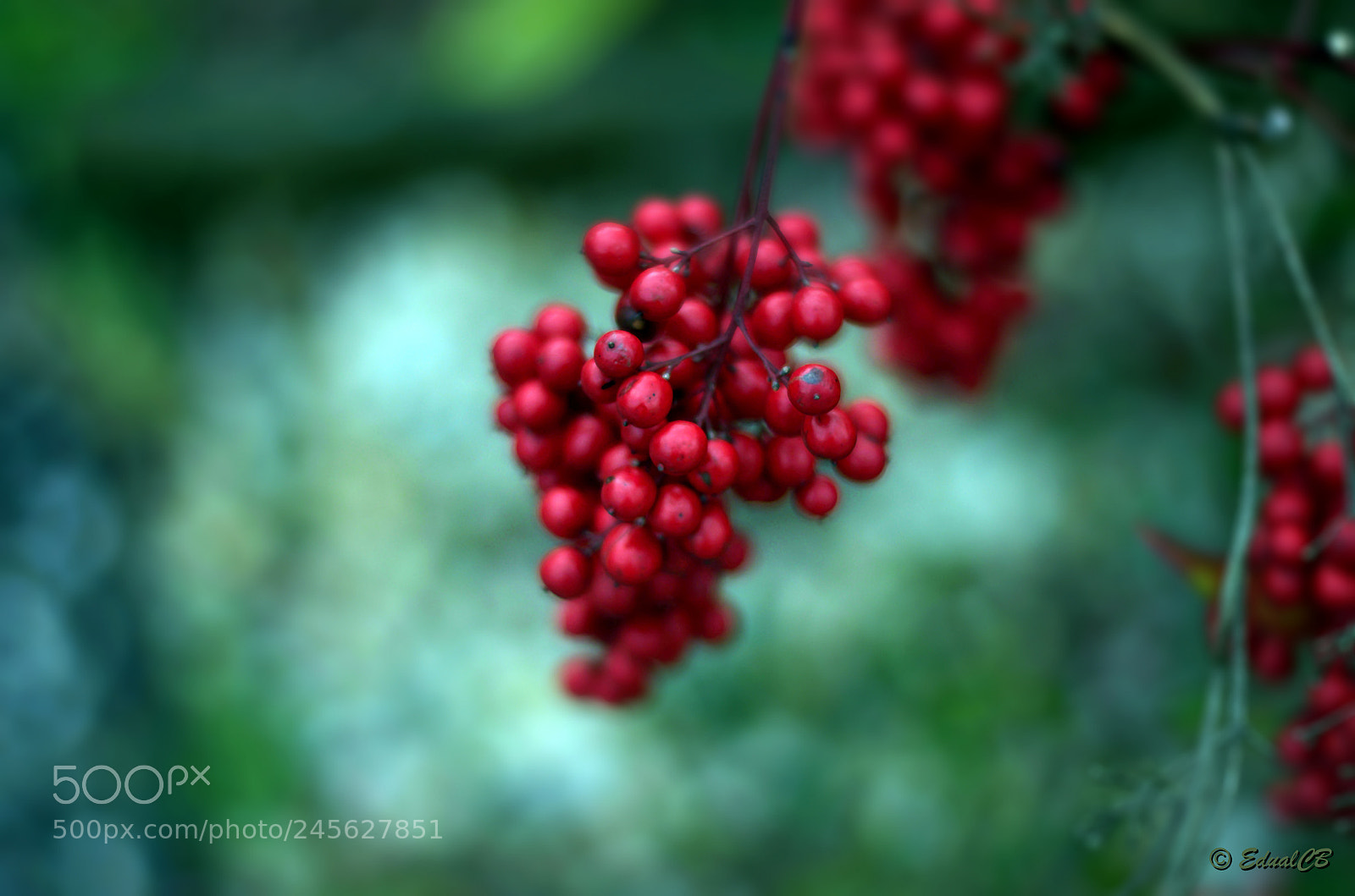 Pentax K-5 sample photo. Red balls photography