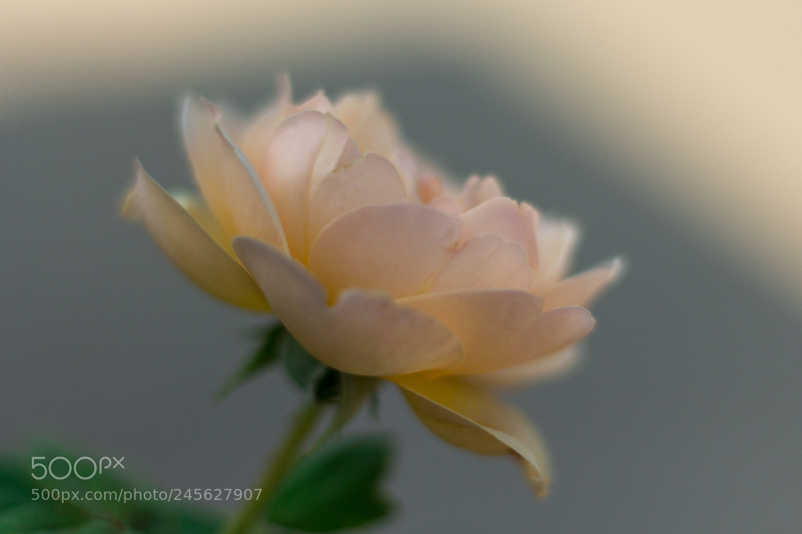 Canon EOS 700D (EOS Rebel T5i / EOS Kiss X7i) sample photo. Rose photography
