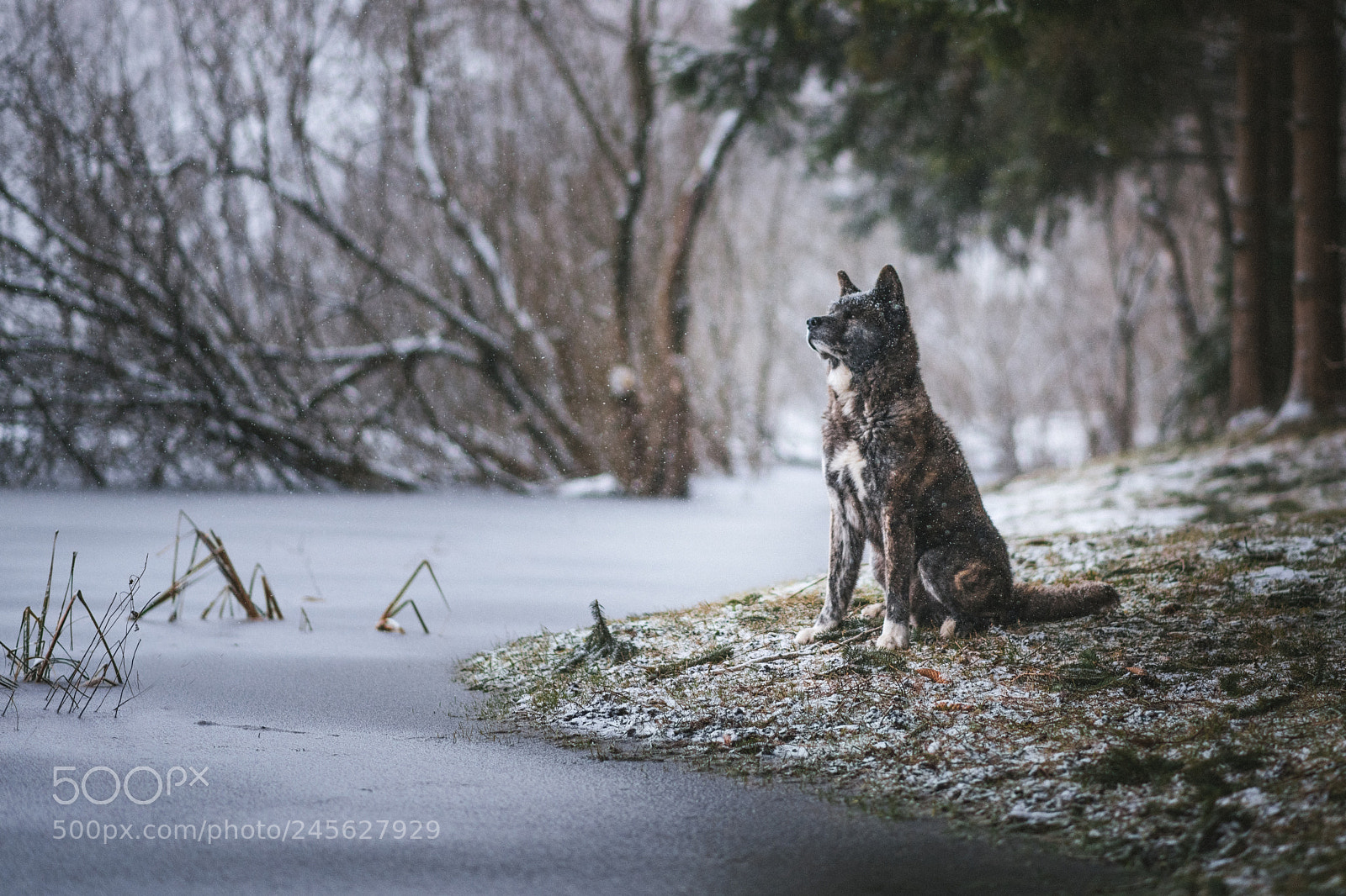 Nikon D850 sample photo. Akita winter series photography