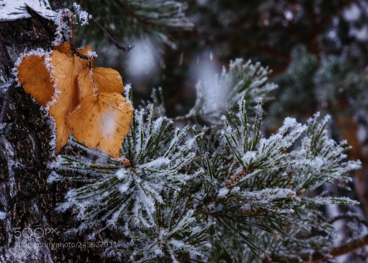Nikon D90 sample photo. * photography