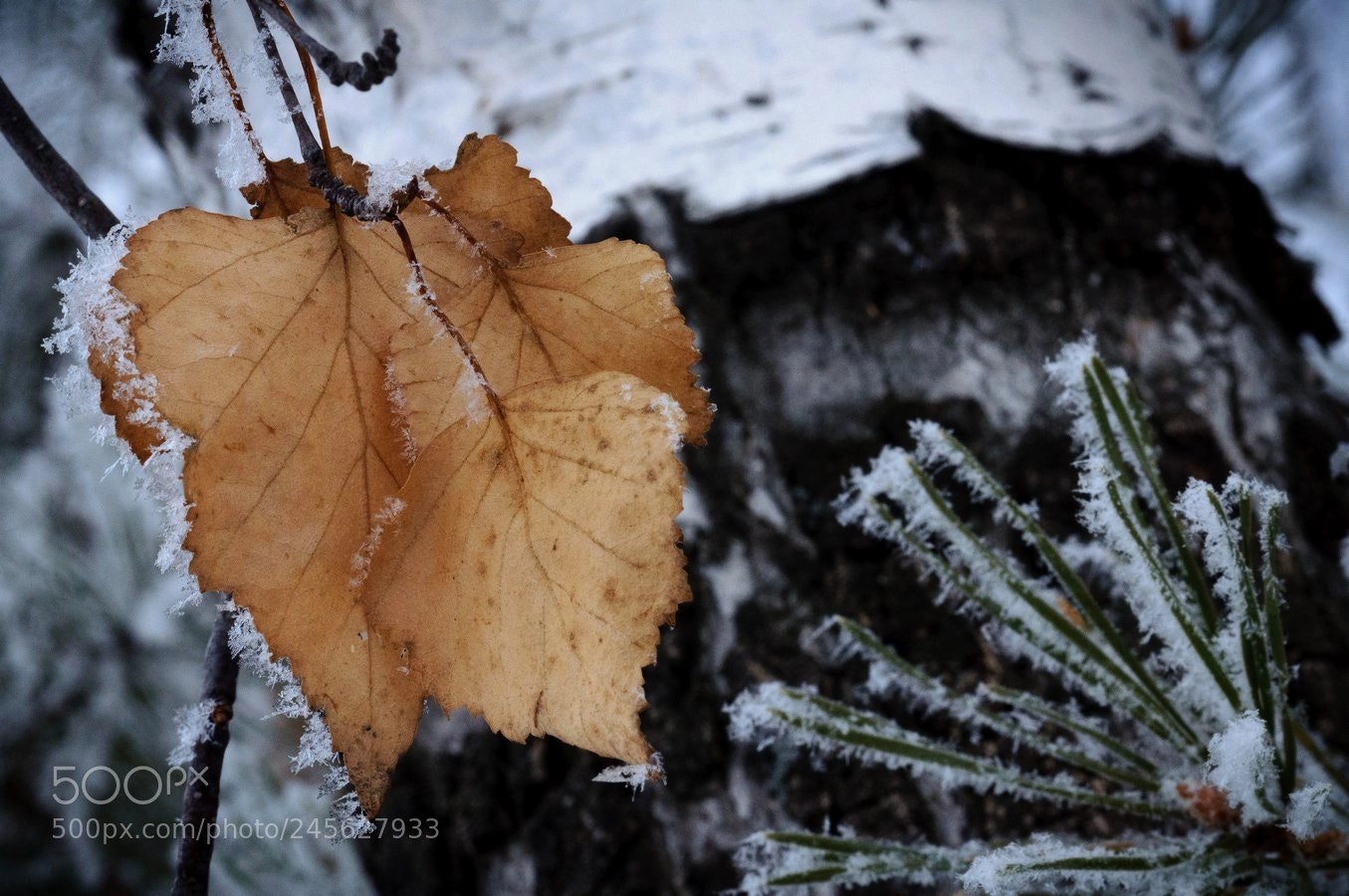 Nikon D90 sample photo. * photography