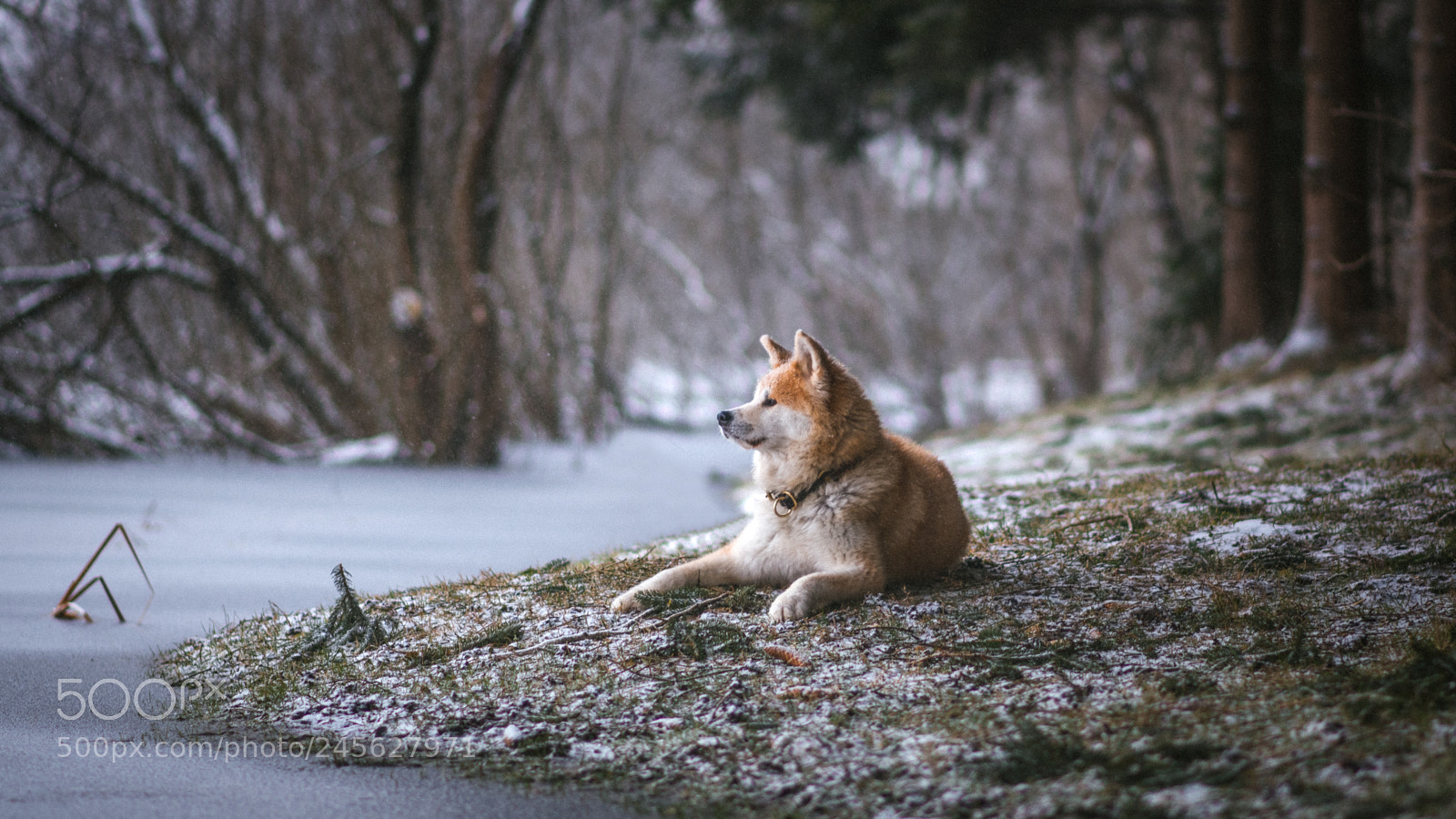 Nikon D850 sample photo. Akita winter series photography