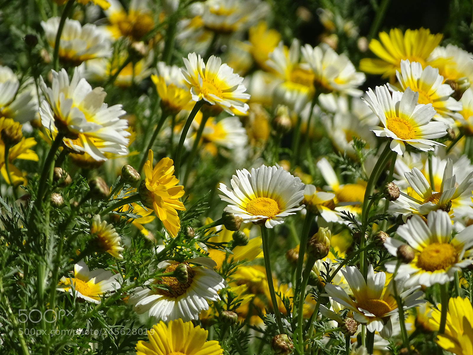 Sony Cyber-shot DSC-HX400V sample photo. Crown daisy photography