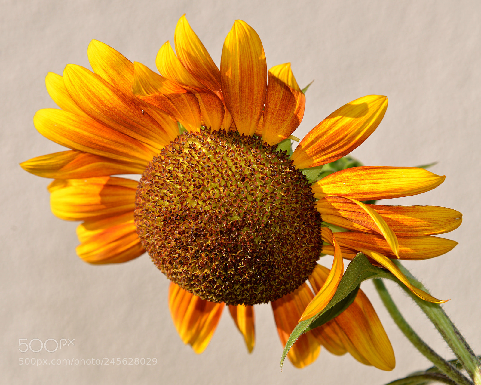Nikon D600 sample photo. Sunflower photography