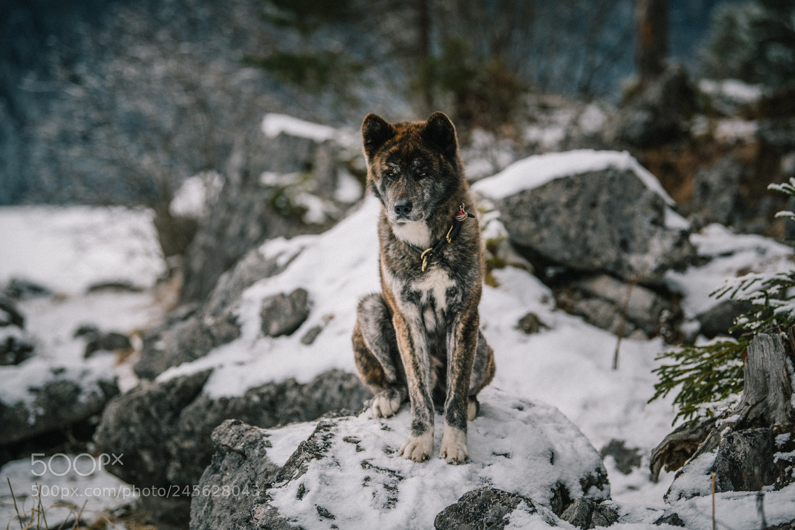 Nikon D850 sample photo. Akita winter series photography
