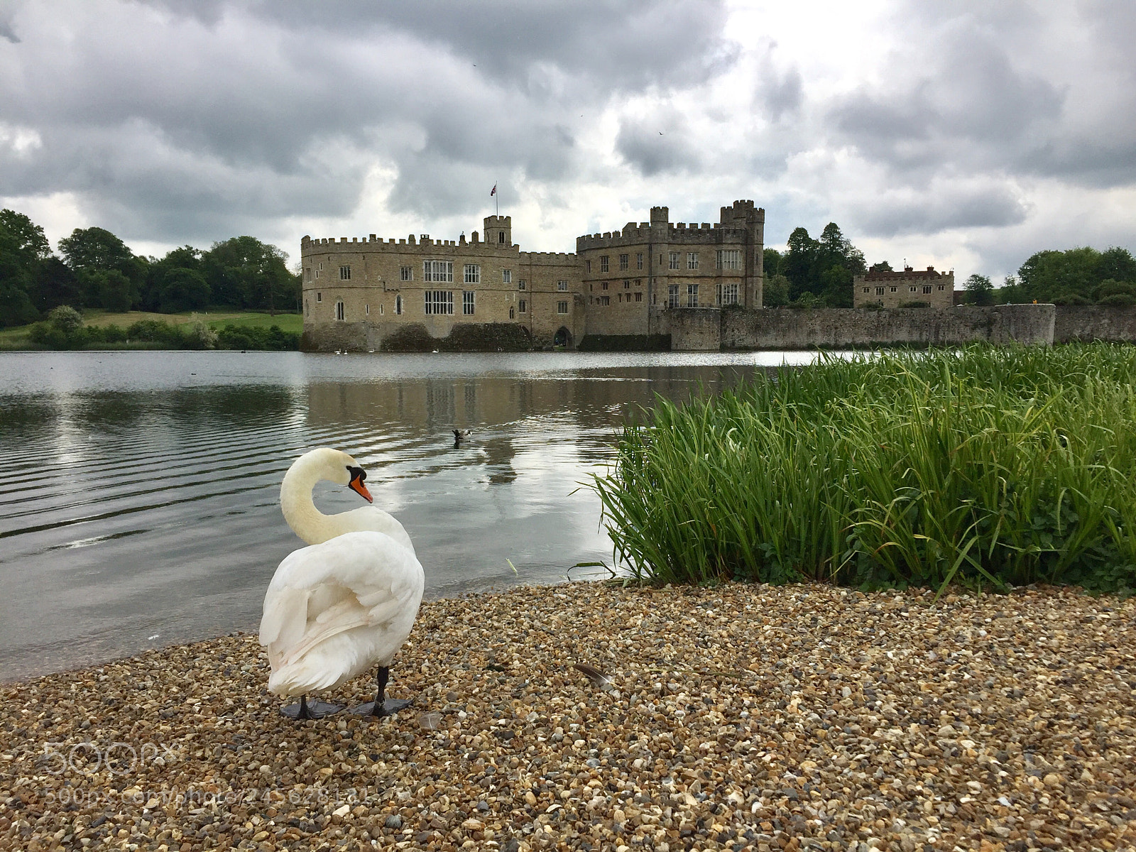 Apple iPhone 6 sample photo. English swan, leeds castle photography