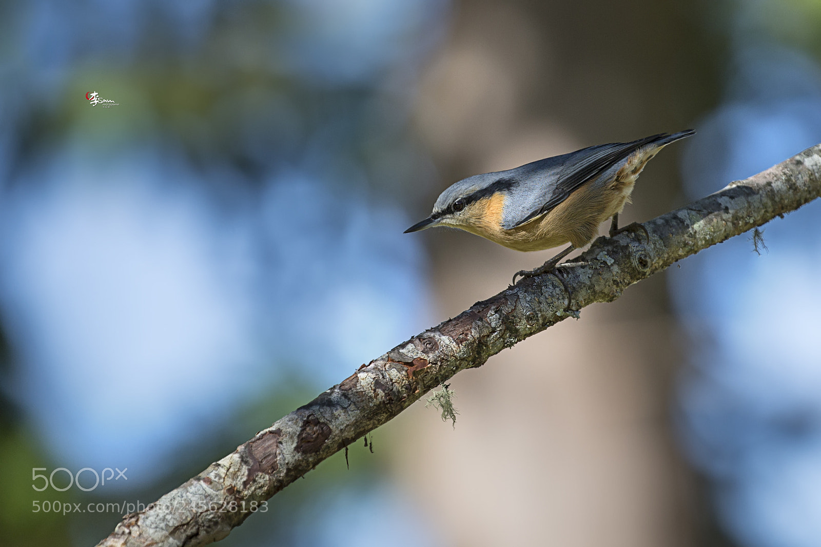 Canon EOS-1D X sample photo. Bird photography