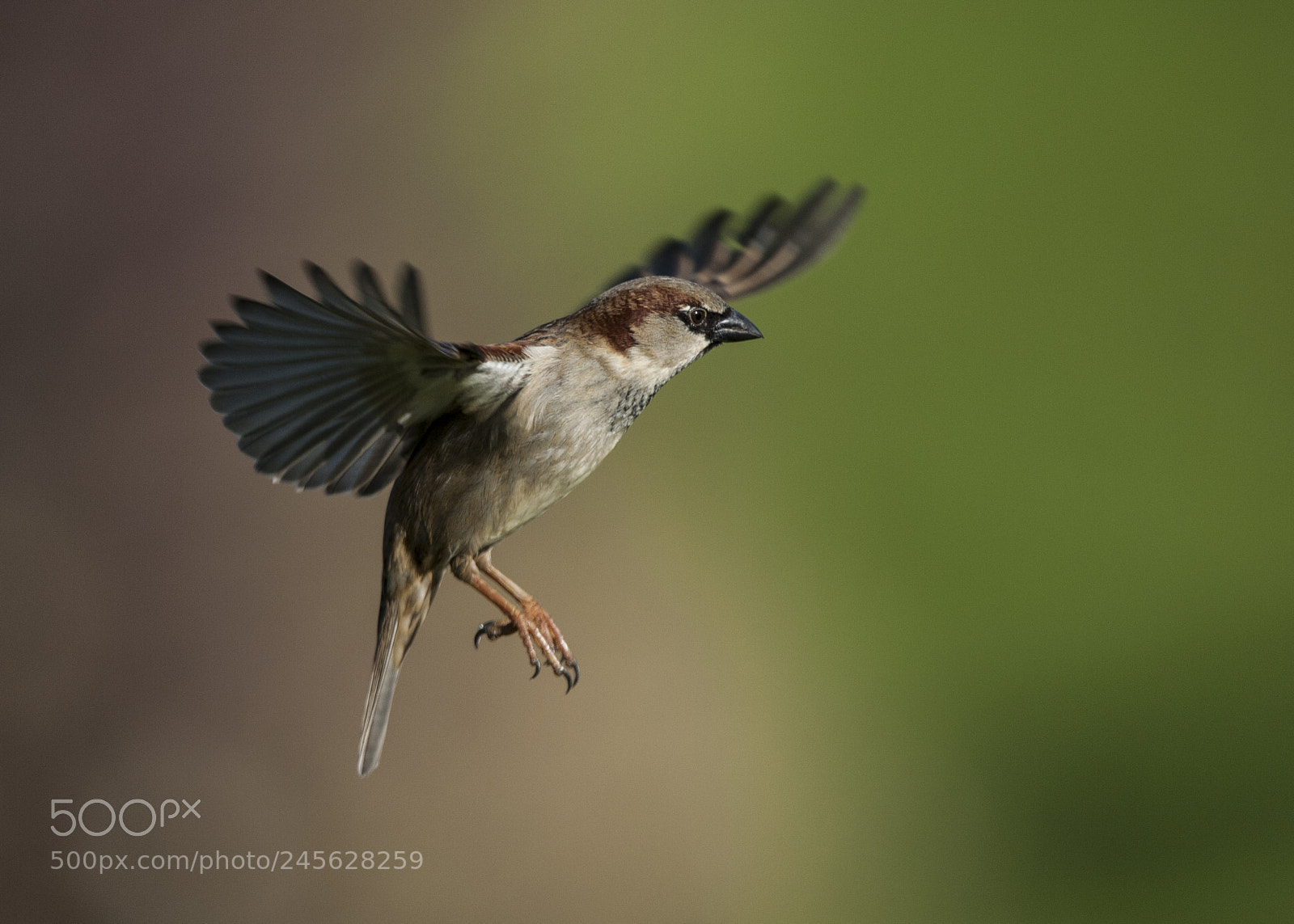 Nikon D700 sample photo. In flight photography