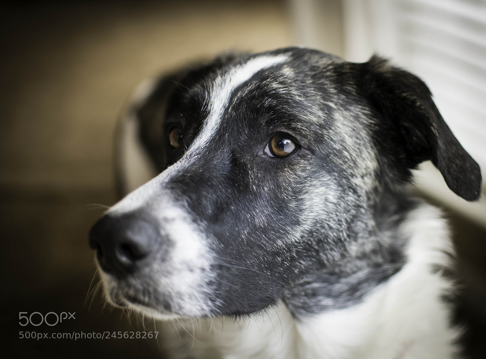 Nikon D7100 sample photo. Miya by the window photography