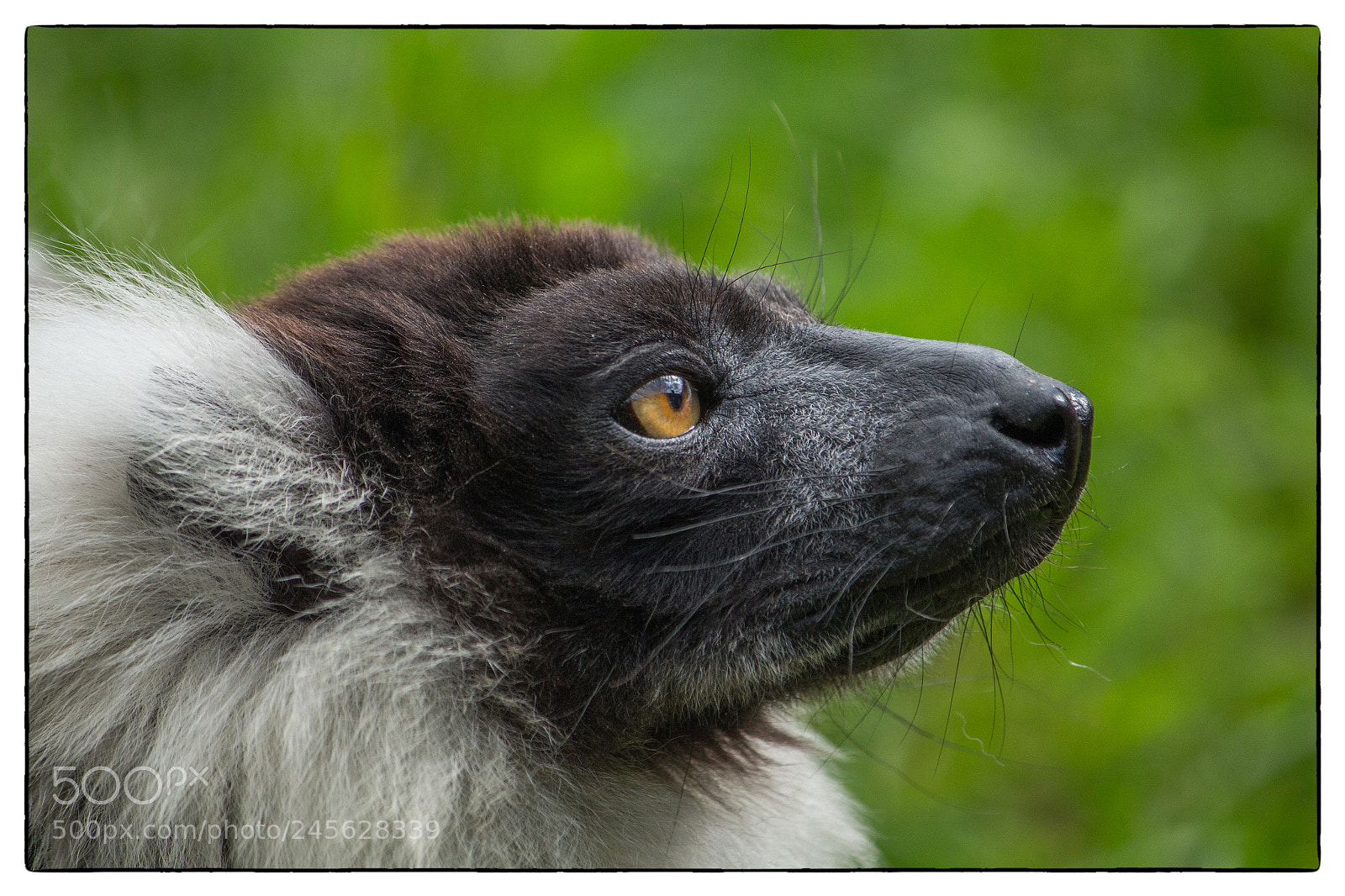 Canon EOS 650D (EOS Rebel T4i / EOS Kiss X6i) sample photo. Lemur photography