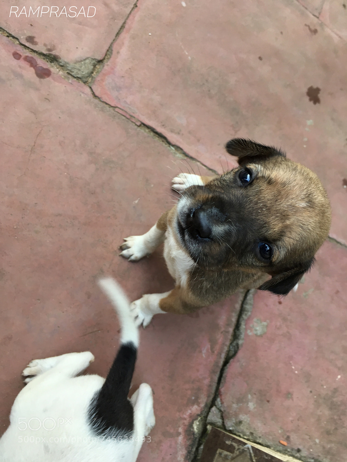 Apple iPhone SE sample photo. Cuteness overloaded photography
