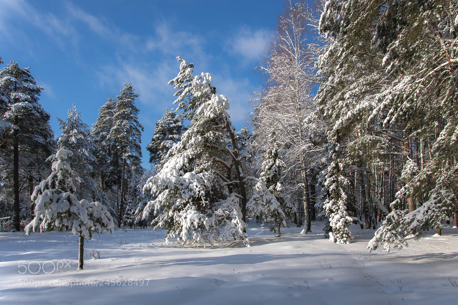 Nikon D850 sample photo. Winter photography