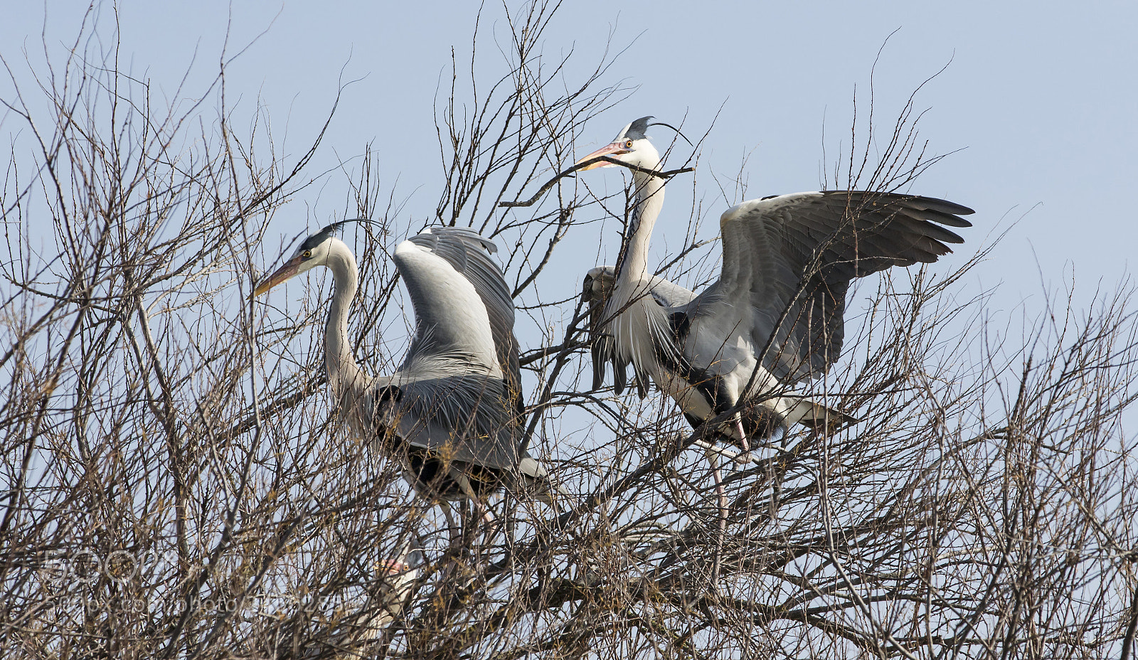 Canon EOS 7D Mark II sample photo. Heron photography