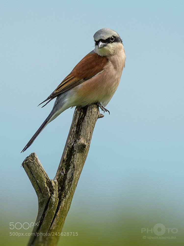 Nikon D7100 sample photo. Gąsiorek (lanius collurio) photography