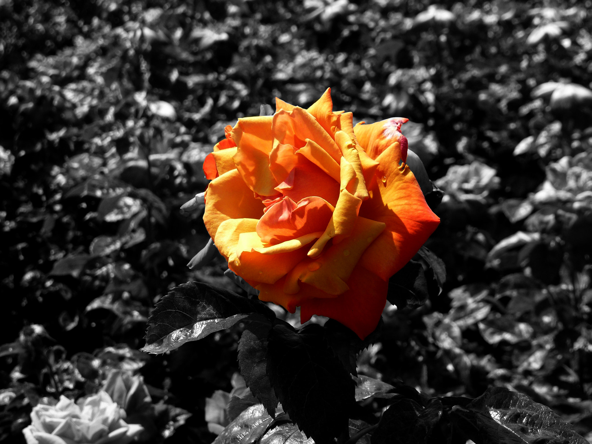 Panasonic DMC-ZS10 sample photo. Flower photography