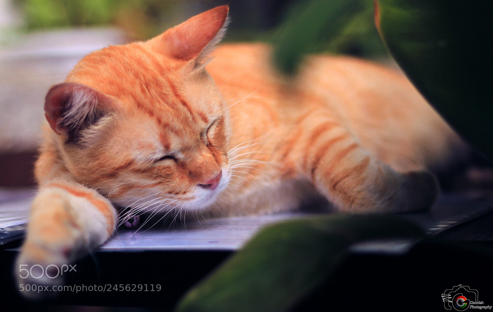 Canon EOS 600D (Rebel EOS T3i / EOS Kiss X5) sample photo. Sleepy cat photography