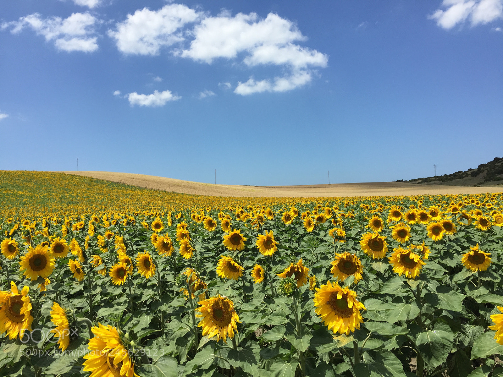 Apple iPhone 6 sample photo. Flower frenzy, spain 2016 photography