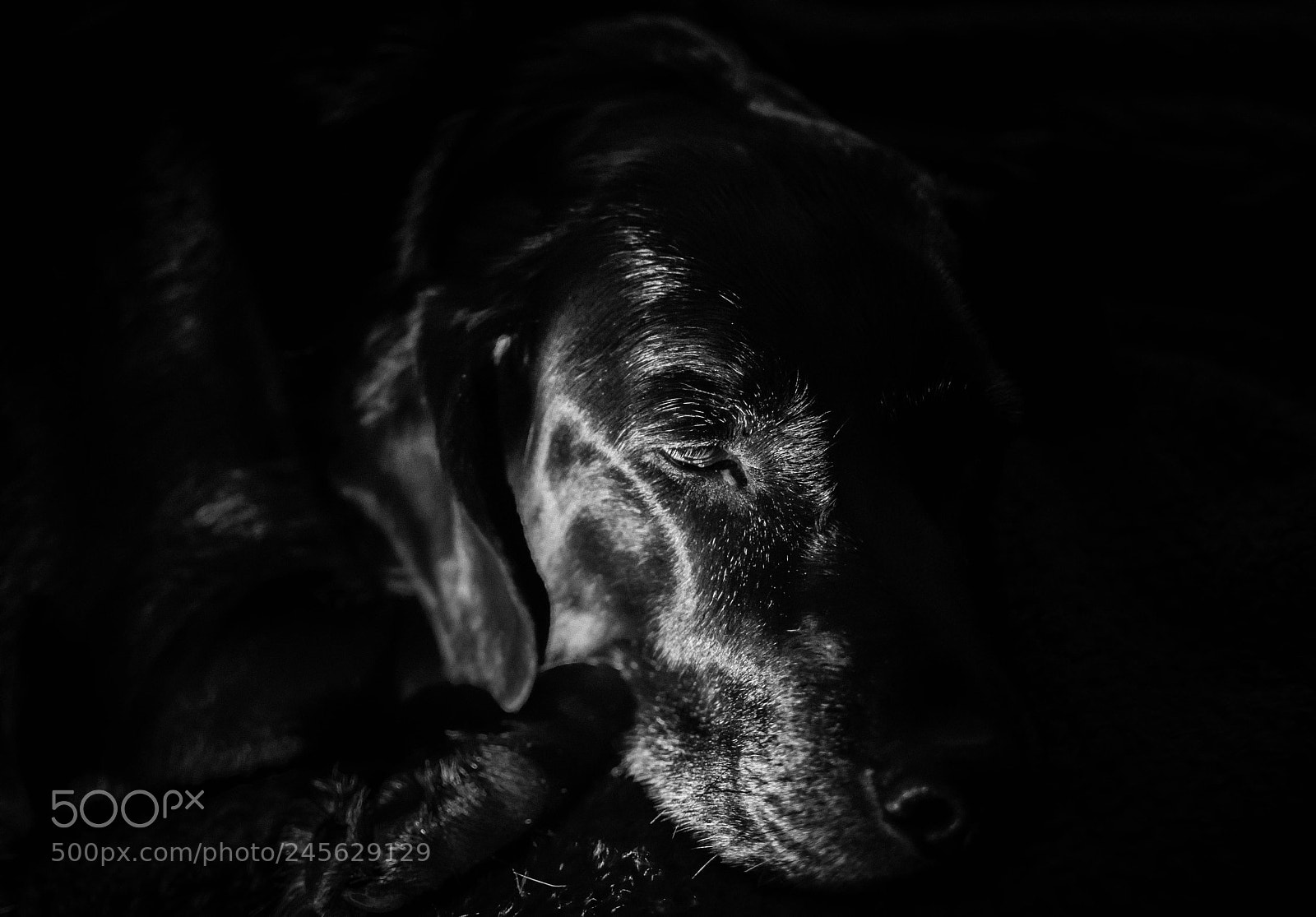 Nikon D7100 sample photo. Millie resting photography