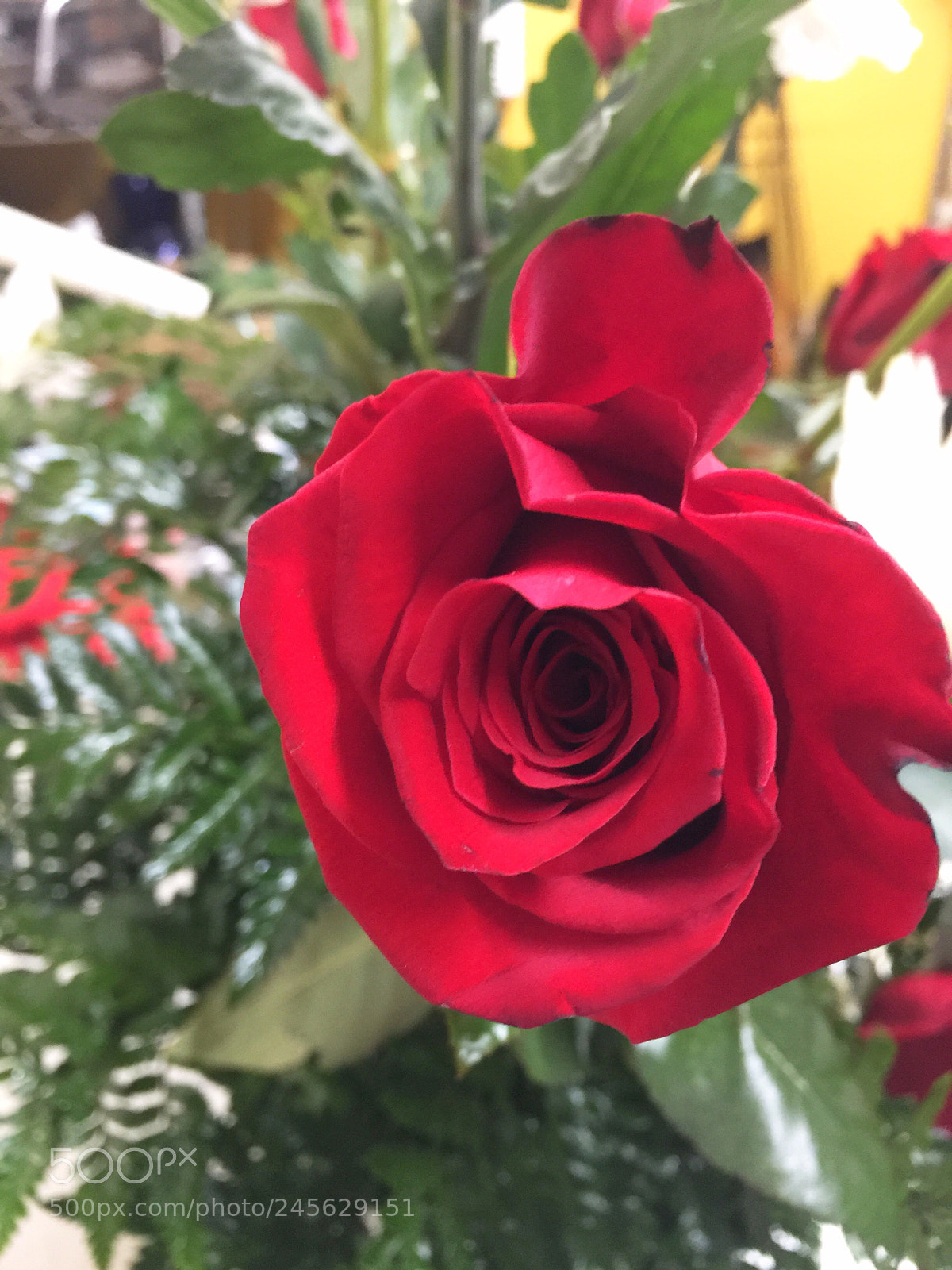 Apple iPhone 6 Plus sample photo. Today’s flower ? photography