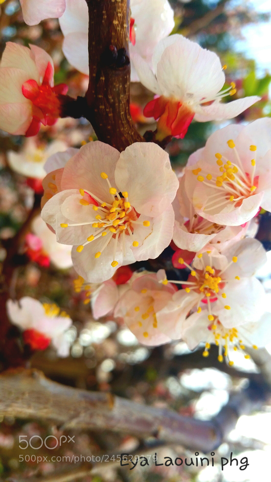 Samsung Galaxy S5 sample photo. Fleurs  blanc photography
