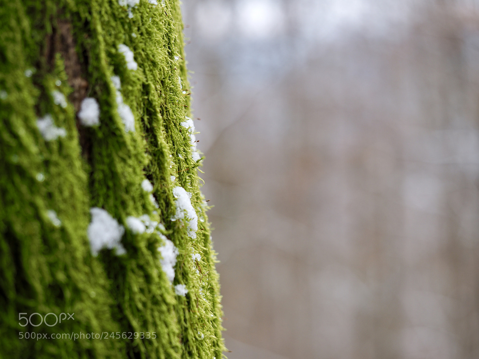 Olympus OM-D E-M10 II sample photo. Moss photography