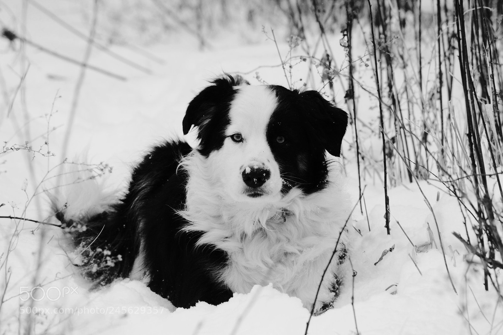 Canon EOS 550D (EOS Rebel T2i / EOS Kiss X4) sample photo. Snow pup photography