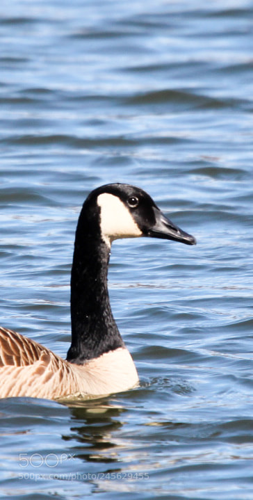 Canon EOS 1300D (EOS Rebel T6 / EOS Kiss X80) sample photo. Canadian goose photography