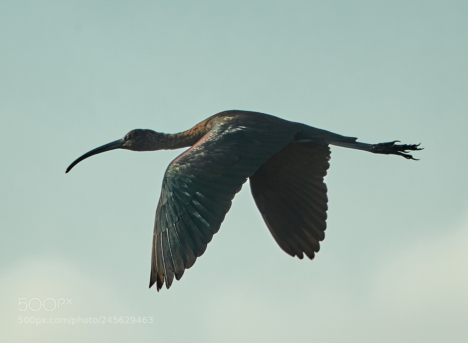 Canon EOS-1D X Mark II sample photo. 02-10-18-0003051.jpg photography