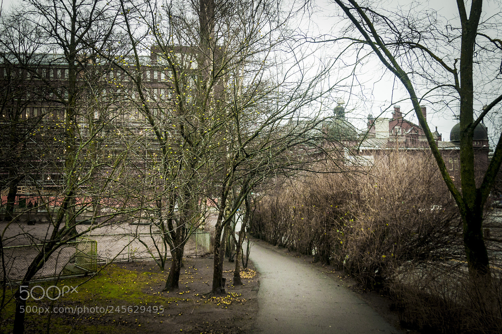 Nikon D90 sample photo. Apple tree in helsinki photography