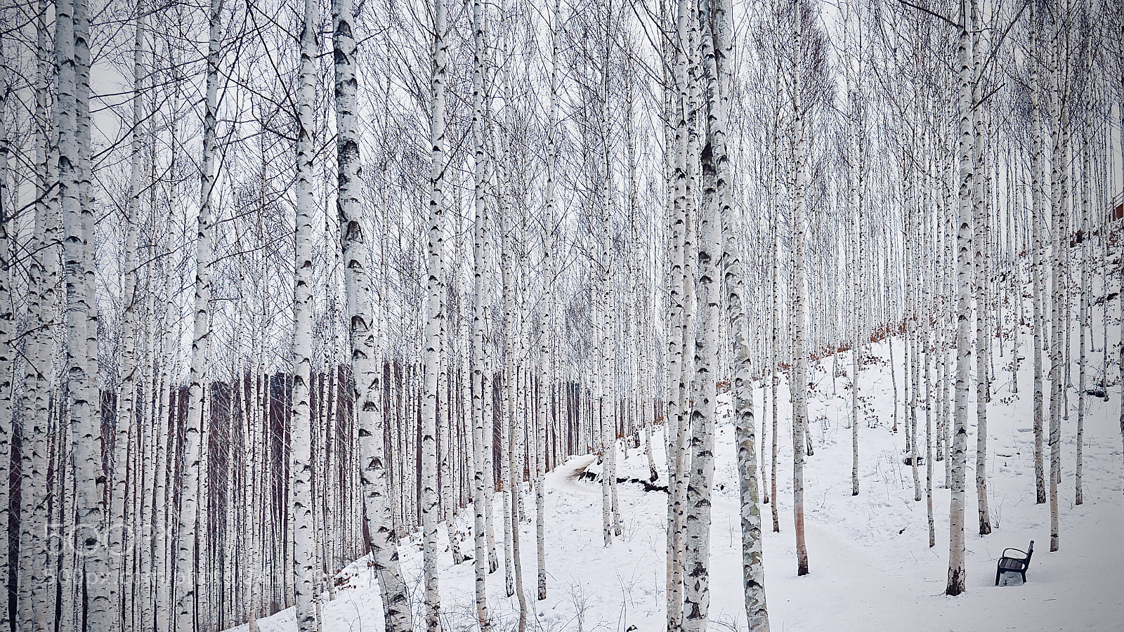 Sony a7 II sample photo. Winter forest photography