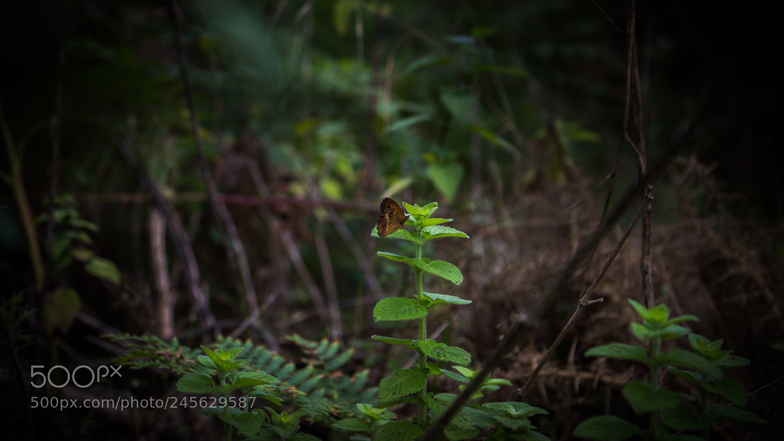 Canon EOS 700D (EOS Rebel T5i / EOS Kiss X7i) sample photo. Butterfly photography