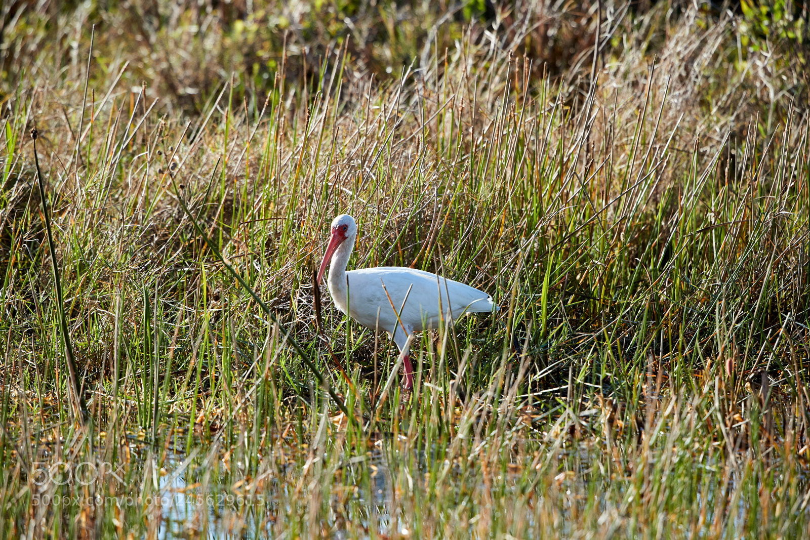 Canon EOS-1D X Mark II sample photo. 02-10-18-0003071.jpg photography