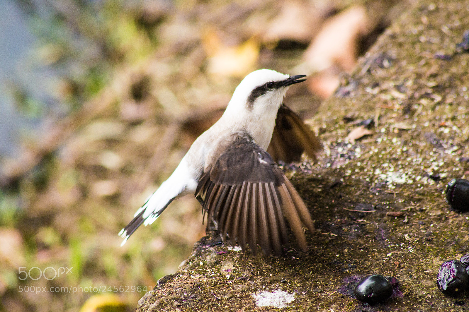 Nikon D3100 sample photo. Bird photography