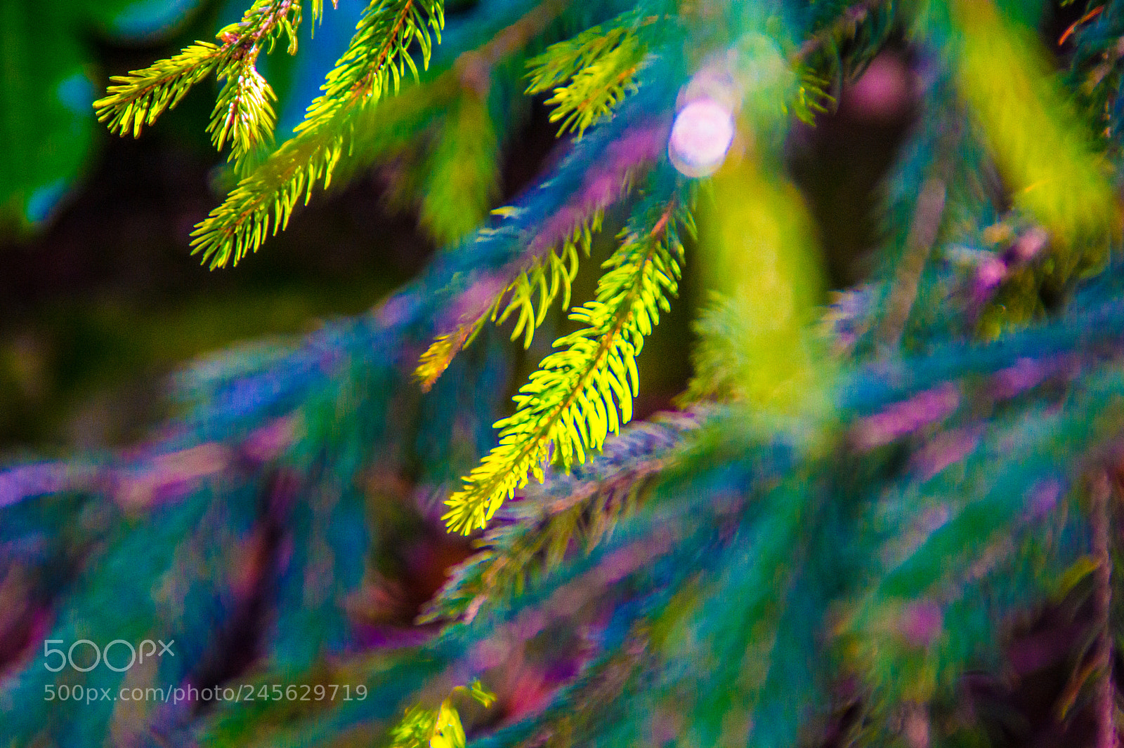 Sony a5100 sample photo. Walking on castione pt5 photography