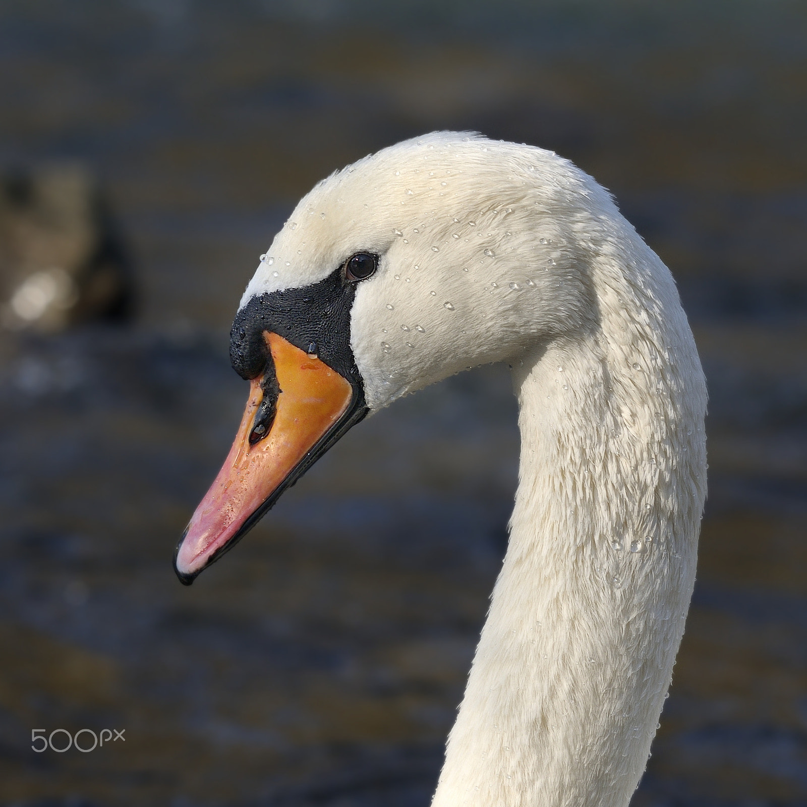 Sigma APO 100-300mm F4 EX IF HSM sample photo. Höckerschwan | mute swan photography