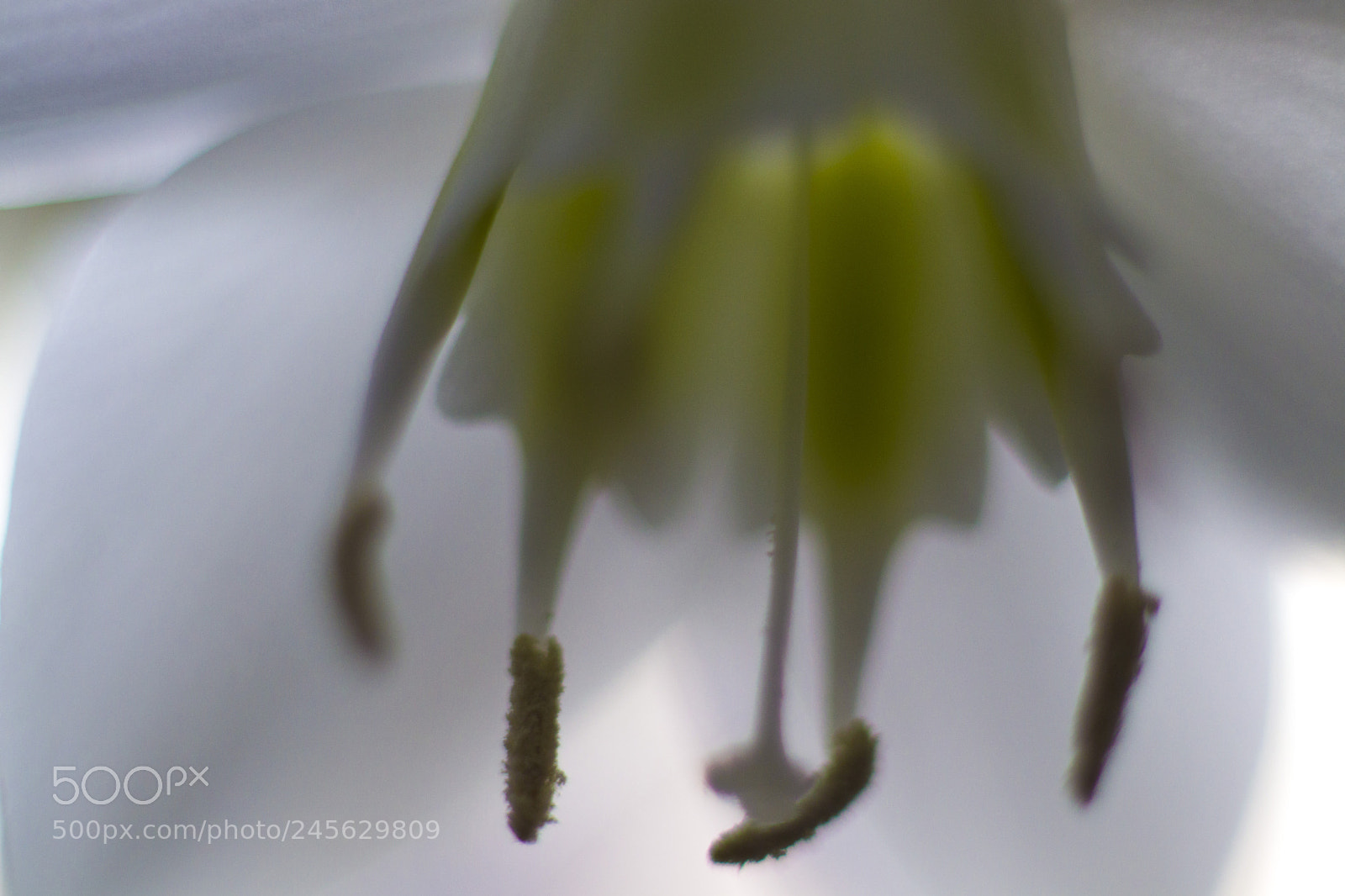 Canon EOS 77D (EOS 9000D / EOS 770D) sample photo. Flowers photography