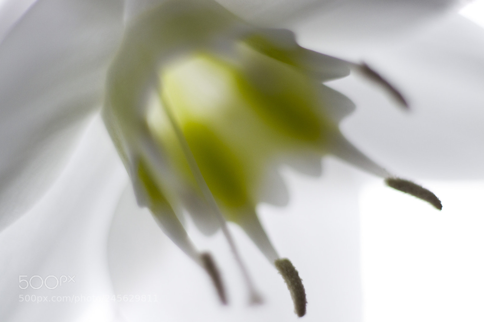 Canon EOS 77D (EOS 9000D / EOS 770D) sample photo. Flowers photography