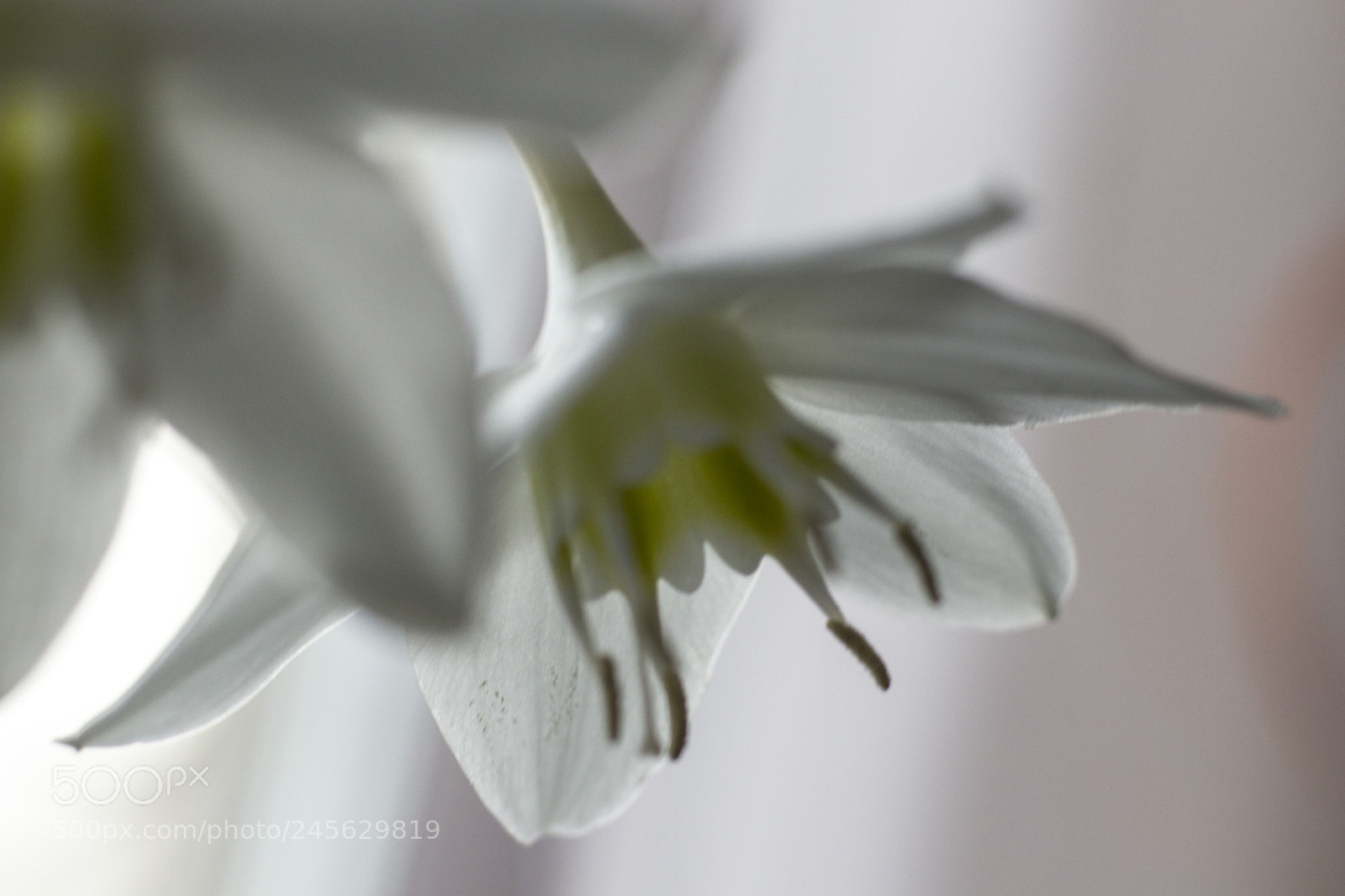 Canon EOS 77D (EOS 9000D / EOS 770D) sample photo. Flowers photography