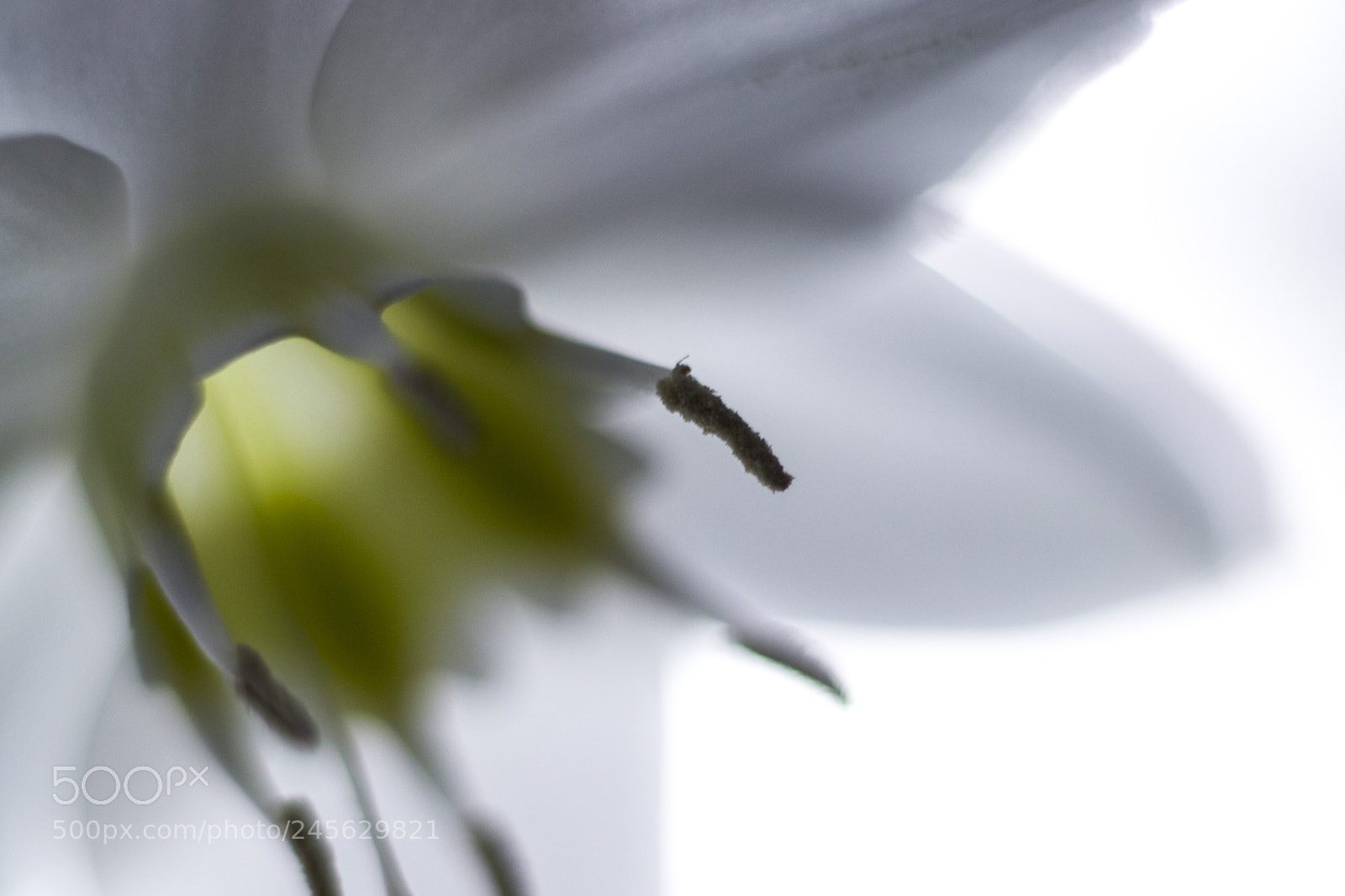 Canon EOS 77D (EOS 9000D / EOS 770D) sample photo. Flowers photography
