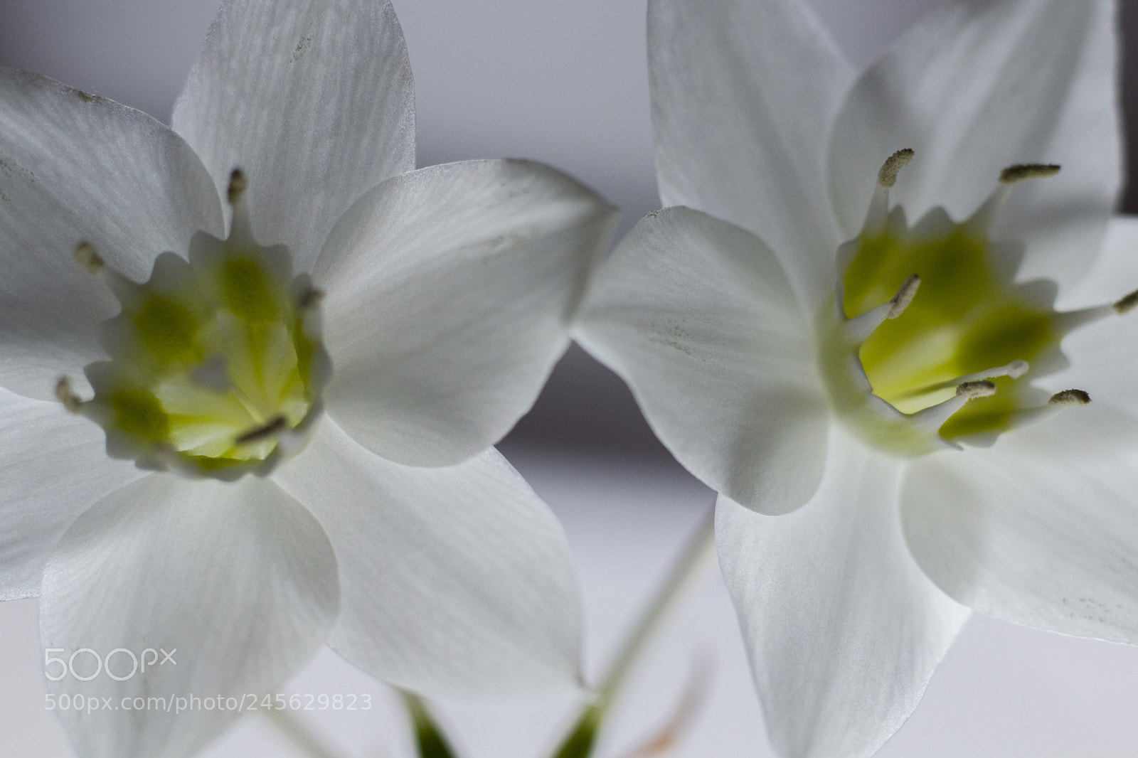 Canon EOS 77D (EOS 9000D / EOS 770D) sample photo. Flowers photography