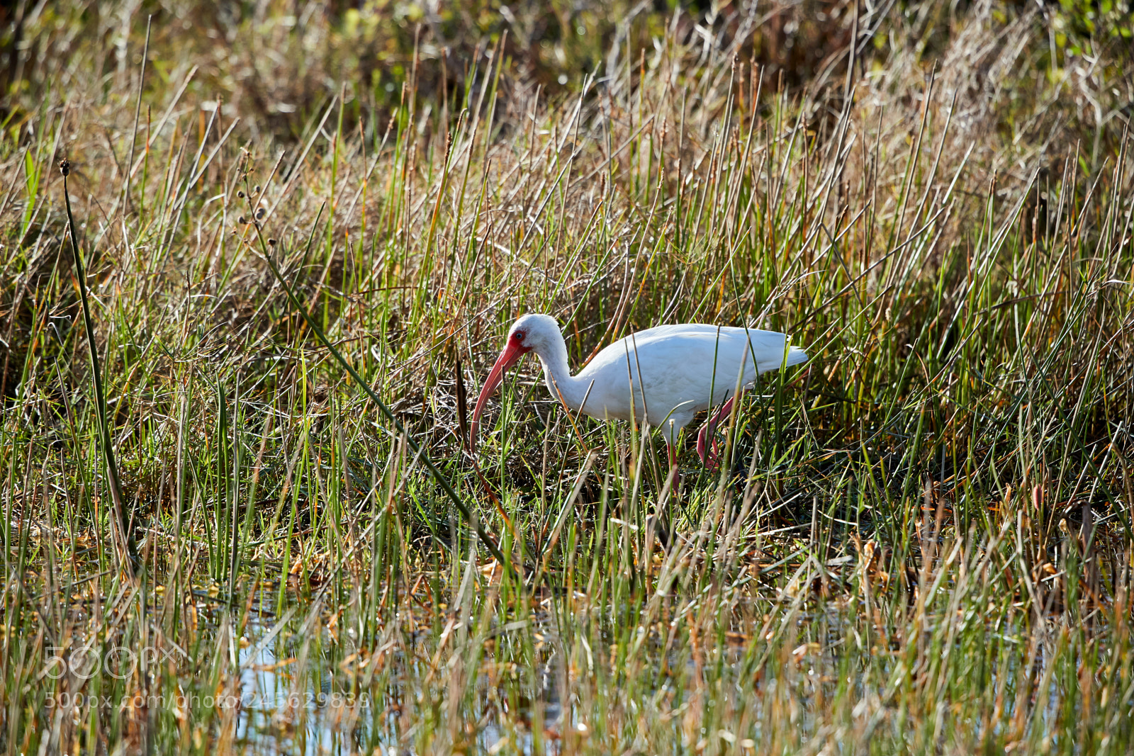 Canon EOS-1D X Mark II sample photo. 02-10-18-0003073.jpg photography