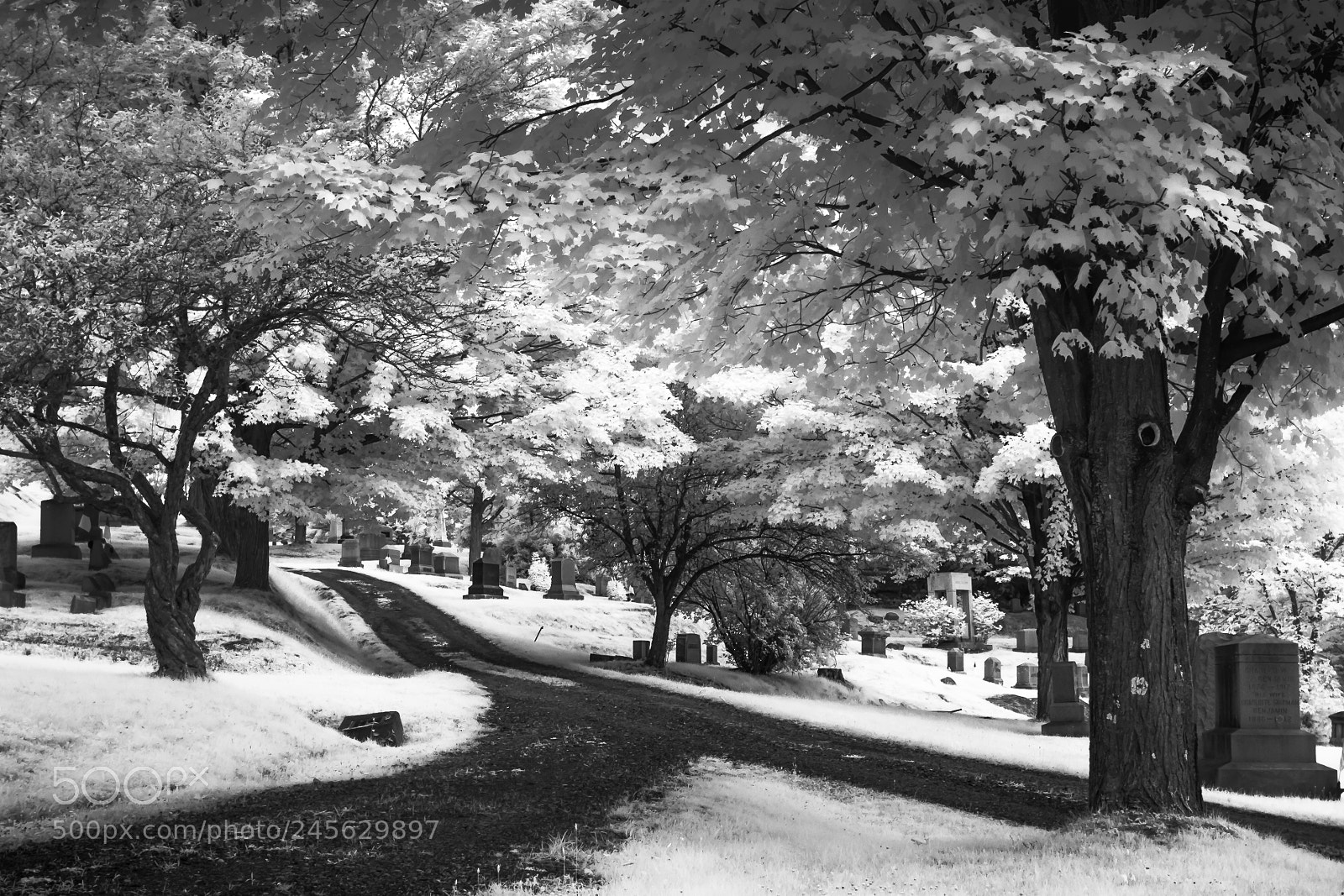 Canon EOS 400D (EOS Digital Rebel XTi / EOS Kiss Digital X) sample photo. Cemetery road infrared photography