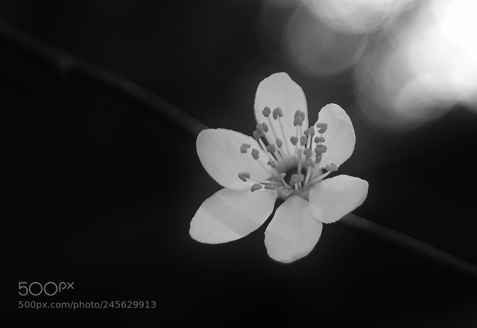 Sony Alpha DSLR-A380 sample photo. A light in the photography
