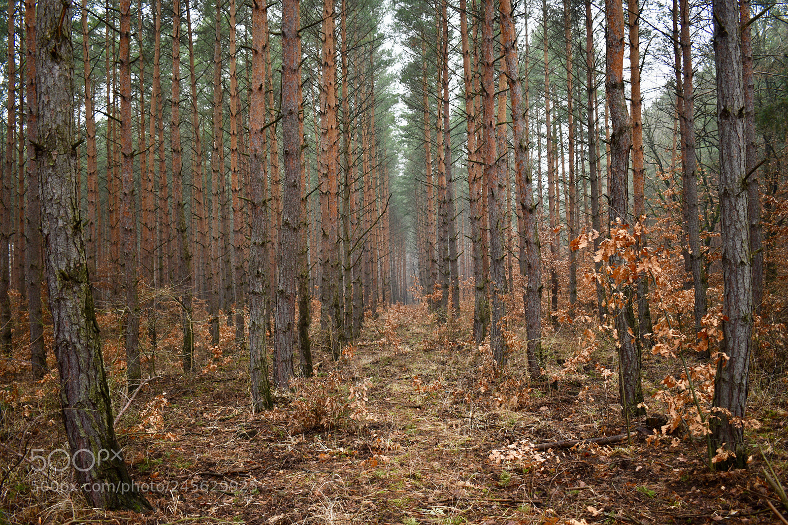 Nikon D5600 sample photo. Pine path photography