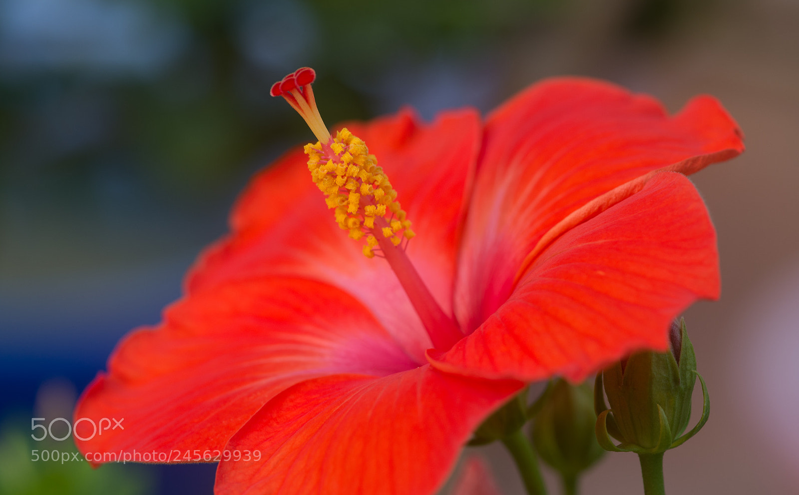 Nikon D610 sample photo. Just a perfect hibiscus photography