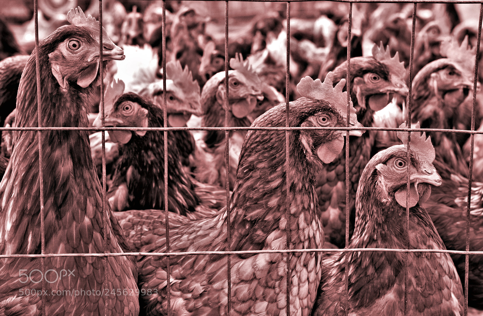 Panasonic Lumix DMC-GH4 sample photo. Jailbirds photography