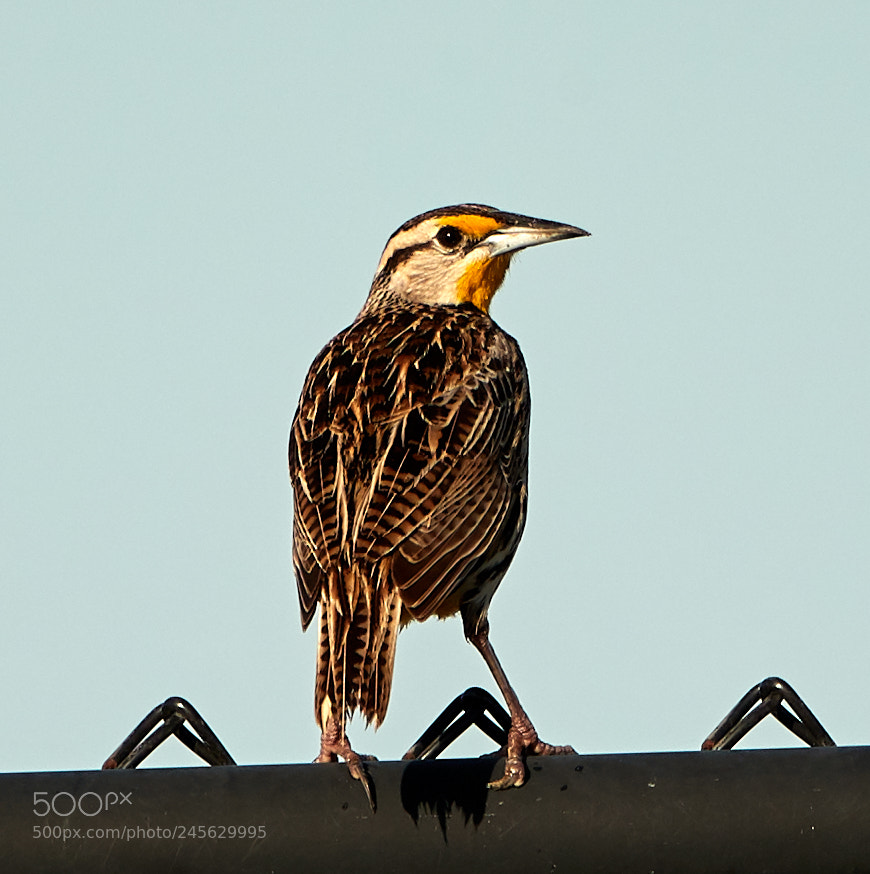 Canon EOS-1D X Mark II sample photo. 02-10-18-0003084.jpg photography