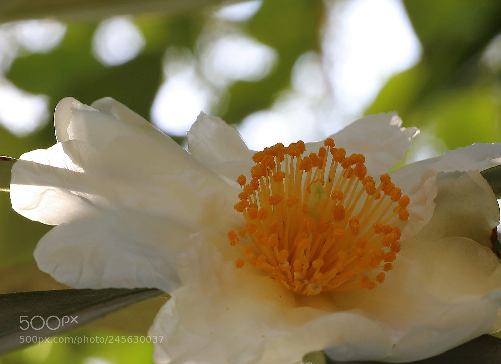 Canon EOS 5DS R sample photo. Stingy sunlight photography