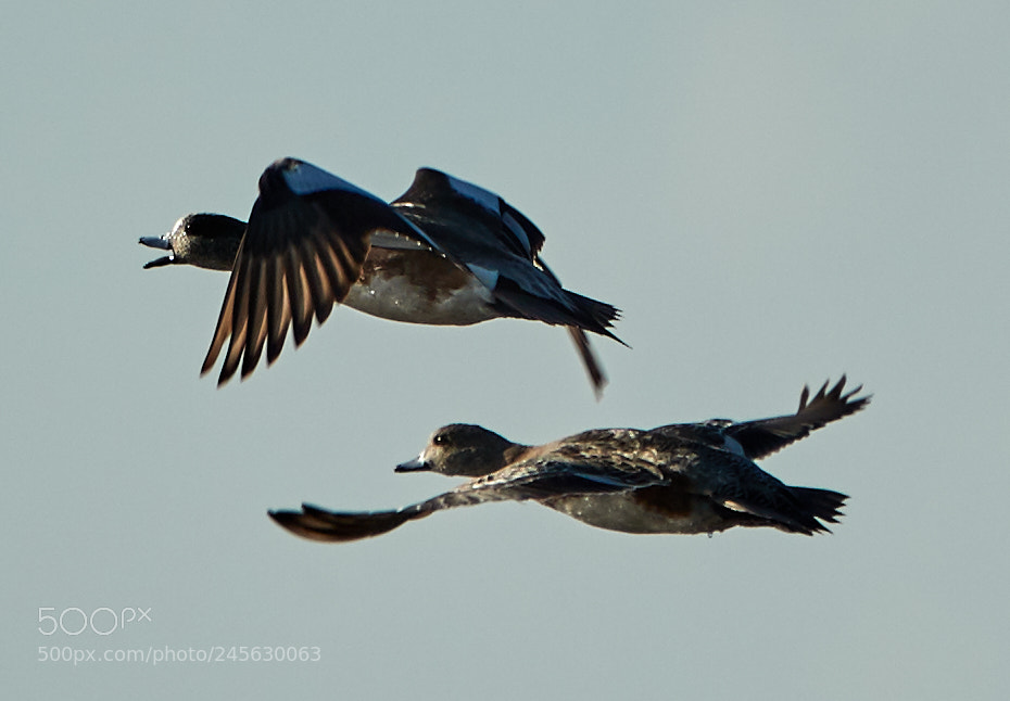 Canon EOS-1D X Mark II sample photo. 02-10-18-0003114.jpg photography