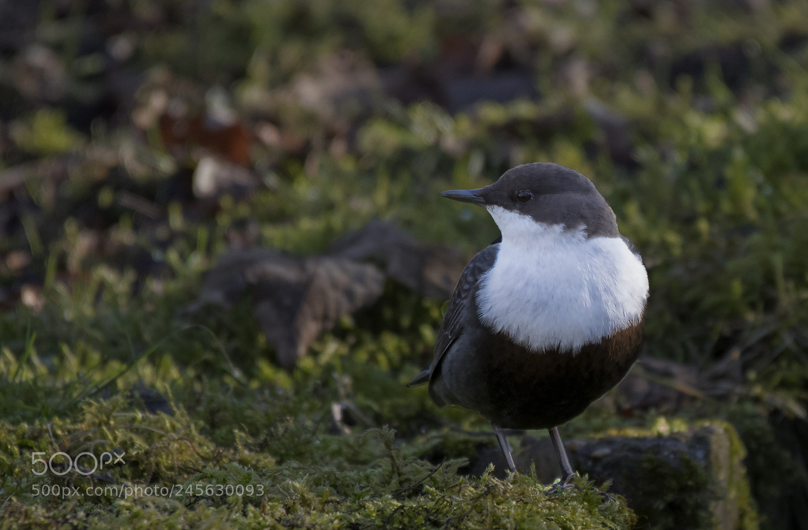Nikon D850 sample photo. White-throated dipper photography